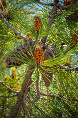 pine tree flowers and cone buds.
