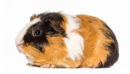 Fototapeta premium Cute guinea pig over white background