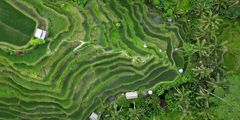 Aerial view of green rice field in terrasse of tegalalang in Bali - Indonesia