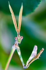 Praying mantis Empusa pennata 