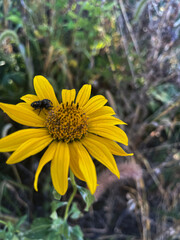 Jumping Spider Resting on a Bright Yellow Wildflower