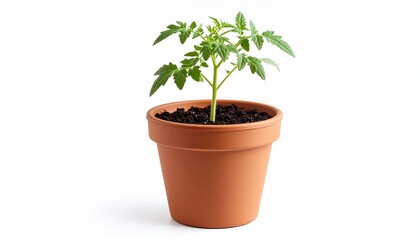 Obraz premium Young Tomato Plant in Terracotta Pot Growing Healthy Seedling.