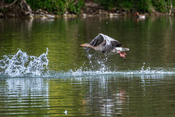 The flying greylag goose, Anser anser is a species of large goose