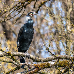 The great cormorant, Phalacrocorax carbo sitting on a branch