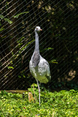 Naklejka premium Demoiselle Crane, Anthropoides virgo are living in the bright green meadow during the day time
