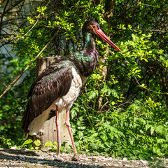 Black stork, Ciconia nigra in a german nature park