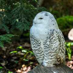 The Snowy Owl, Bubo scandiacus is a large, white owl of the owl family