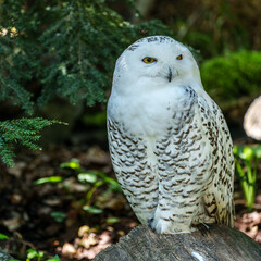 The Snowy Owl, Bubo scandiacus is a large, white owl of the owl family