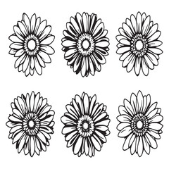 minimalist gerbera flower vector line art elegant style