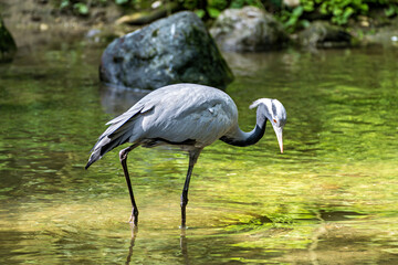 Demoiselle Crane, Anthropoides virgo are living in the bright green meadow during the day time