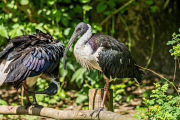 The Straw-necked Ibis, Threskiornis spinicollis is a bird of the ibis family