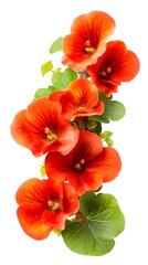 Orange Nasturtiums, studio, white background, floral design