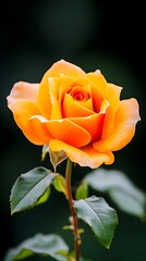 Orange rose, garden bloom, dark background, floral design
