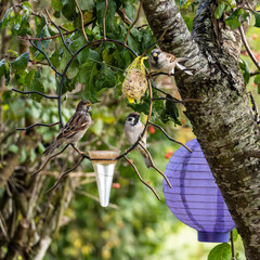 House sparrow bird, Passer domesticus perched on bird feeder containing birdseed.
