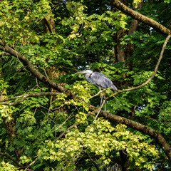 Grey heron, Ardea cinerea, sitting on a branch in a tree and looking around