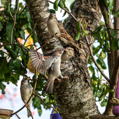 House sparrow, Passer domesticus. An adult sparrow feeds its young chick.