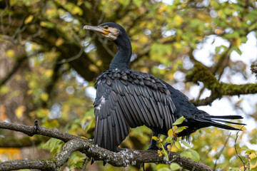 The great cormorant, Phalacrocorax carbo sitting on a branch