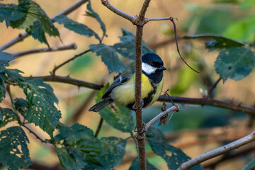 The Great Tit, Parus major from the tit family Paridae, perched on a bird feeder containing birdseed.