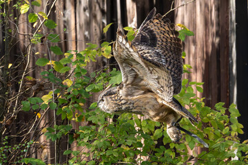 Siberian eagle owl, bubo bubo sibiricus. The biggest owl in the world