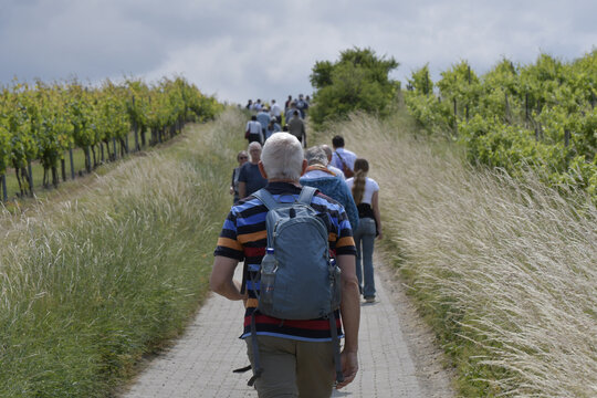 bechtolsheimer weinwanderung 2025