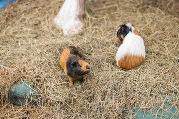 Two guinea pigs standing on straw in Chvalovice, Czechia