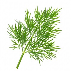 Fototapeta premium A bunch of fresh green dill, creating a natural and appetizing image,