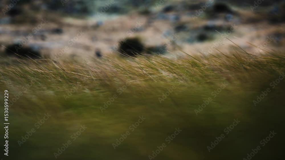 Poster Grass gently moving in the wind. Shallow depth of field slow-motion shot. Focus shifts smoothly from close-up to terrain background, capturing a serene, natural movement with soft light.