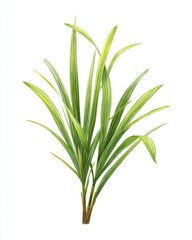 Fototapeta premium Green leafy plant, vibrant, isolated