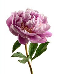 Close-up of a single, vibrant pink peony