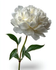 Creamy white peony, elegant stem