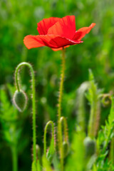 Poppy flower