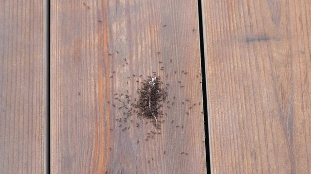 Nature's Cleanup Crew feasting on Tarentola angustimentalis leftovers