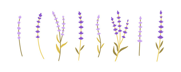 Lavender flowers set. Outlined Provence floral herbs with blooms. Vintage botanical drawing of French field Lavender. Blossomed lavender. Hand drawn vector illustrations isolated on white background