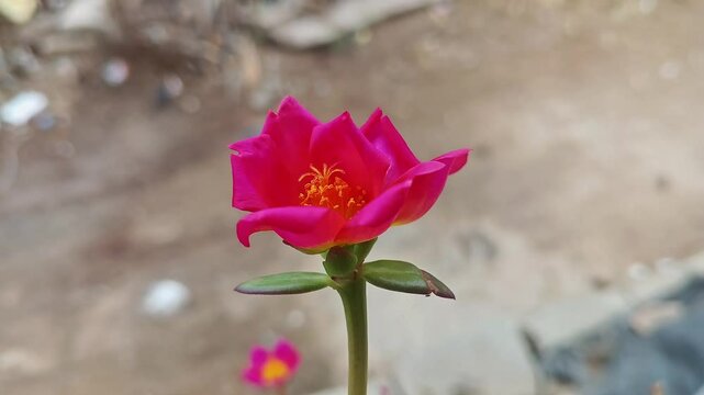 Epic macro view of Purple Portulaca, Moss Rose or Sun Rose flower in full bloom during morning