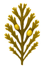 Bright yellow seaweed with air bladders floating on a transparent background