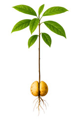 Young avocado plant sprouting with exposed roots and vibrant green leaves on a transparent background