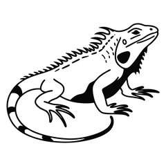 Striking iguana showcases detailed black lines against a clean, white background