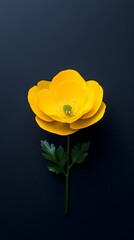 Yellow flower, dark background, studio shot, floral design (1)