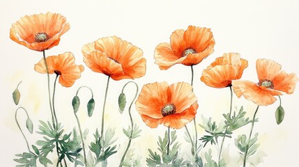 Delicate Watercolor Painting of Orange Poppies in Bloom