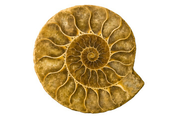 Fossilized ammonite shell showcasing intricate natural patterns on a transparent background