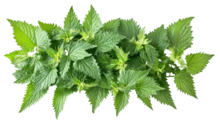 fresh nettle plant leaves Urtica Dioica on white background