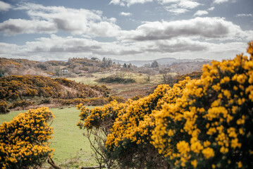 Scenic Hillside Landscape Near Oban Scotland