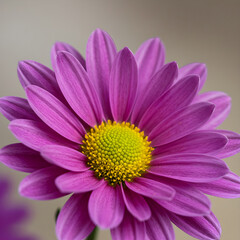 Obraz premium Purple Chrysanthemum Flower Closeup Macro Photography of a Blooming Daisy