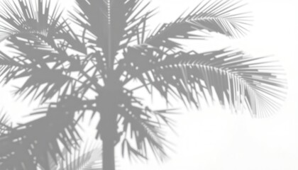 Silhouette of a palm tree against a light background.
