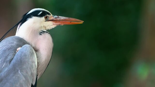 Close-up of a Grey Heron in summer nature

A beautiful close-up of a grey heron (Ardea cinerea) captured in its natural summer environment. Showcasing its elegant feathers and striking gaze, this imag