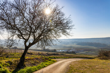 Obraz premium Sun shining through bare tree branches over vineyards in Santenay, France