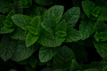 Fresh green mint leaves arranged in a lush cluster on display outdoors