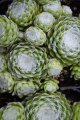 Succulent plants with unique shapes and textures in outdoor setting