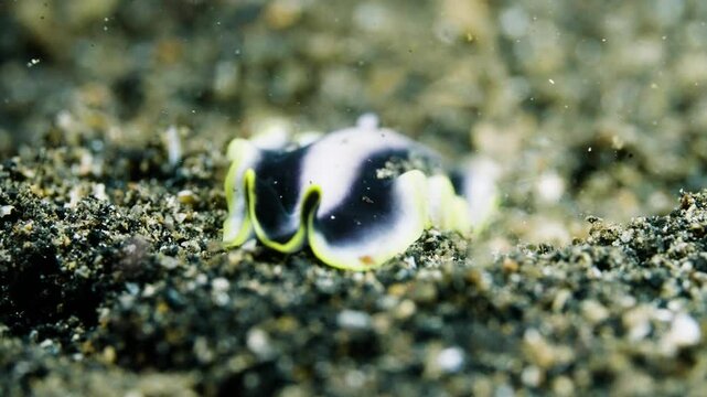 Unique Black and White Flatworm: A Simple Beauty on the Seafloor