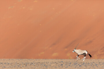 A lone Oryx, or Gemsbok walks through the dunes in Sossusvlei, Namibia.